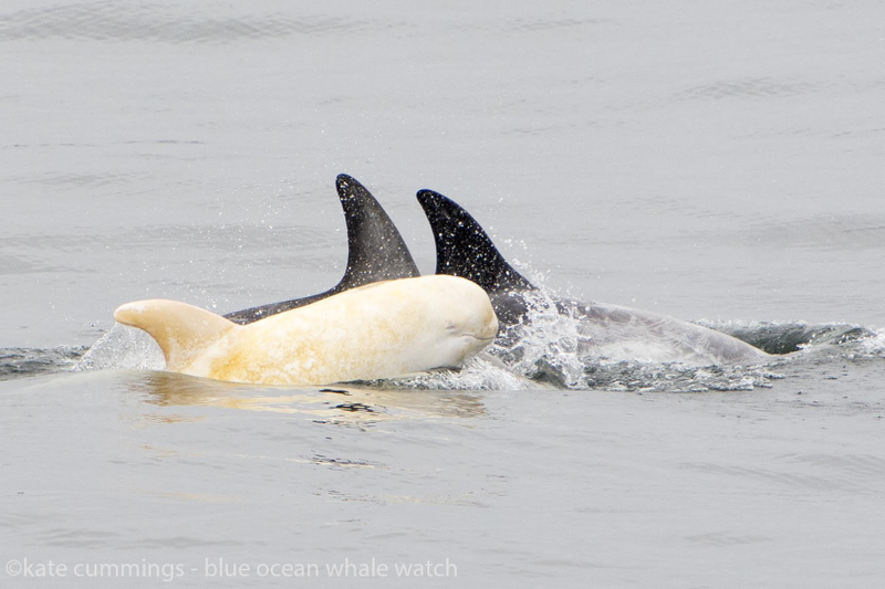 Image Courtesy of Kate Cummings, Blue Ocean Whale Watch